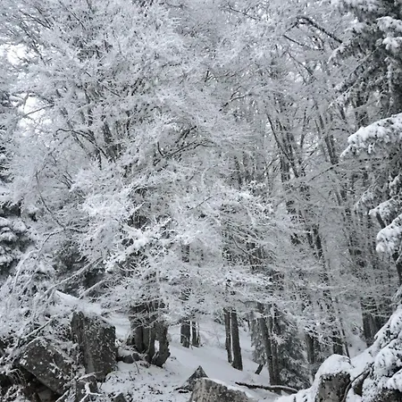 Speedy Gondola דירה