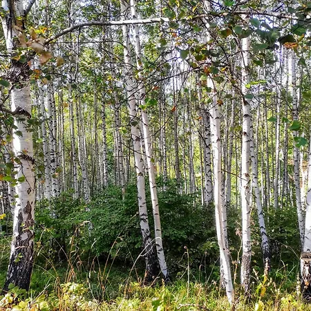 Speedy Gondola Brzeće